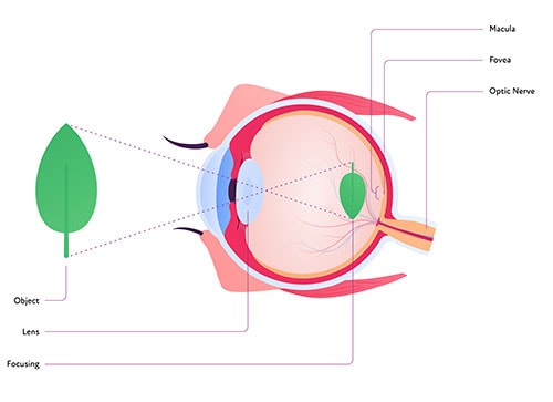 Diagram of how vision works in the human eye