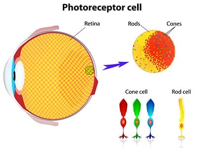 Diagram of retina and photoreceptors.