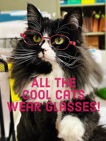 Cute black and white cat wearing glasses to promote eye health awareness.