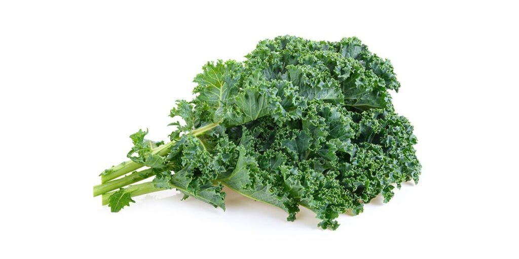Fresh kale leaf for healthy eating and nutrition.