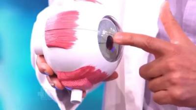 eye structure