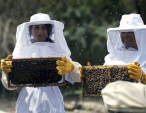 Optometrists examining bees with protective gear at Assil Gaur Eye Institute.