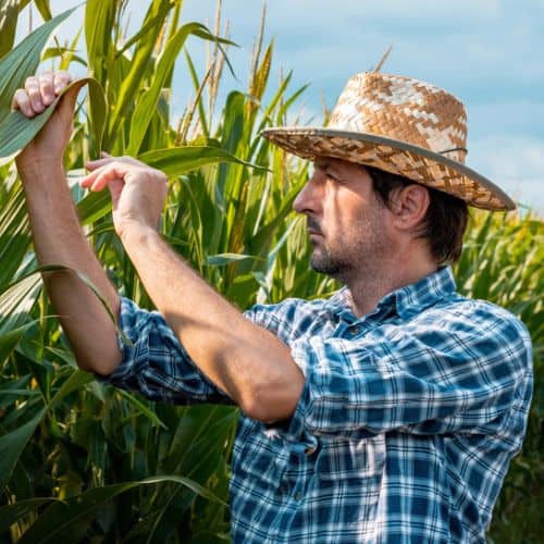 Farmer inspecting crops in a field with a straw hat and plaid shirt.